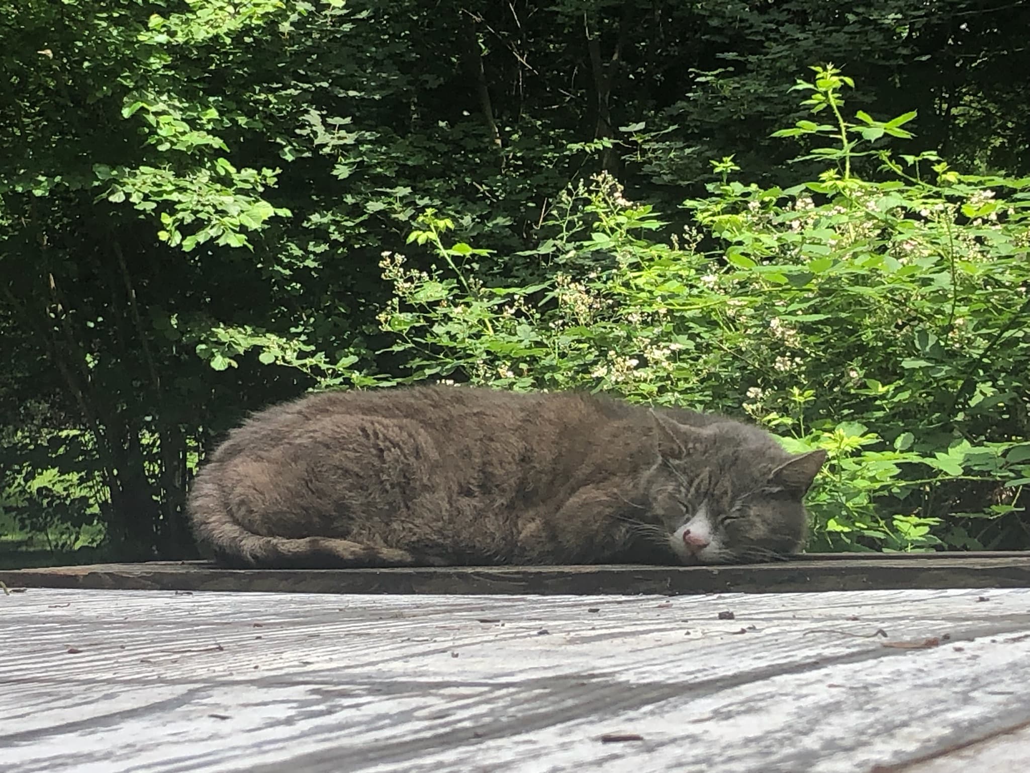 Schulkatze Dieter Dennis von Altroßthal, grau getigert, sitzt aufmerksam im Schulhof.