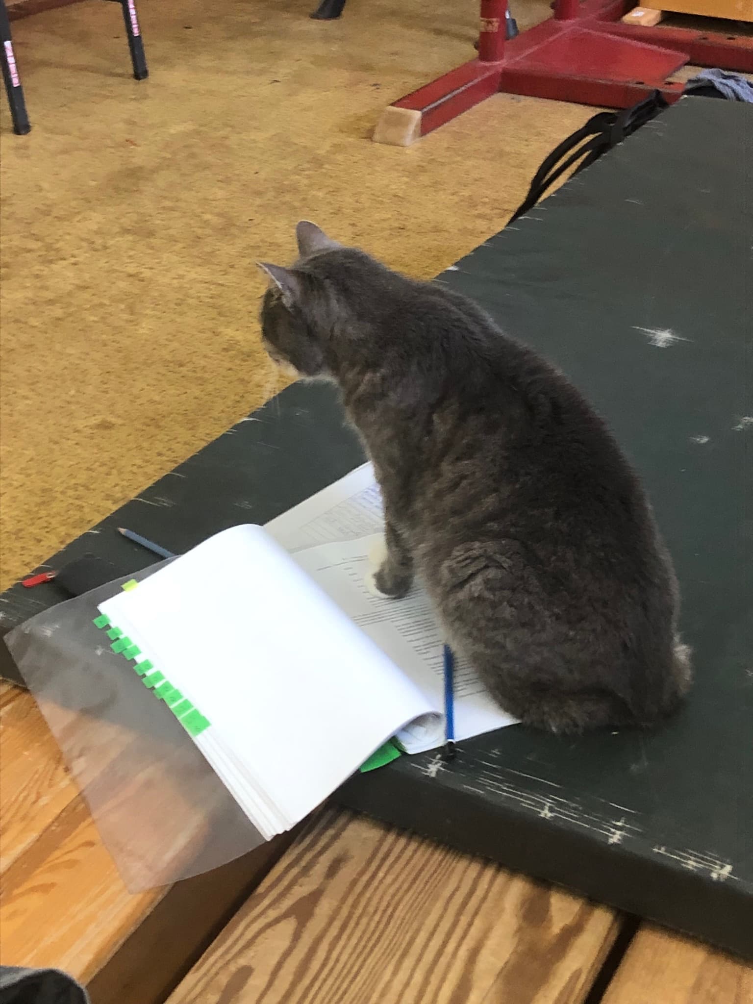 Schulkatze Dieter Dennis von Altroßthal, grau getigert, sitzt aufmerksam im Schulhof.