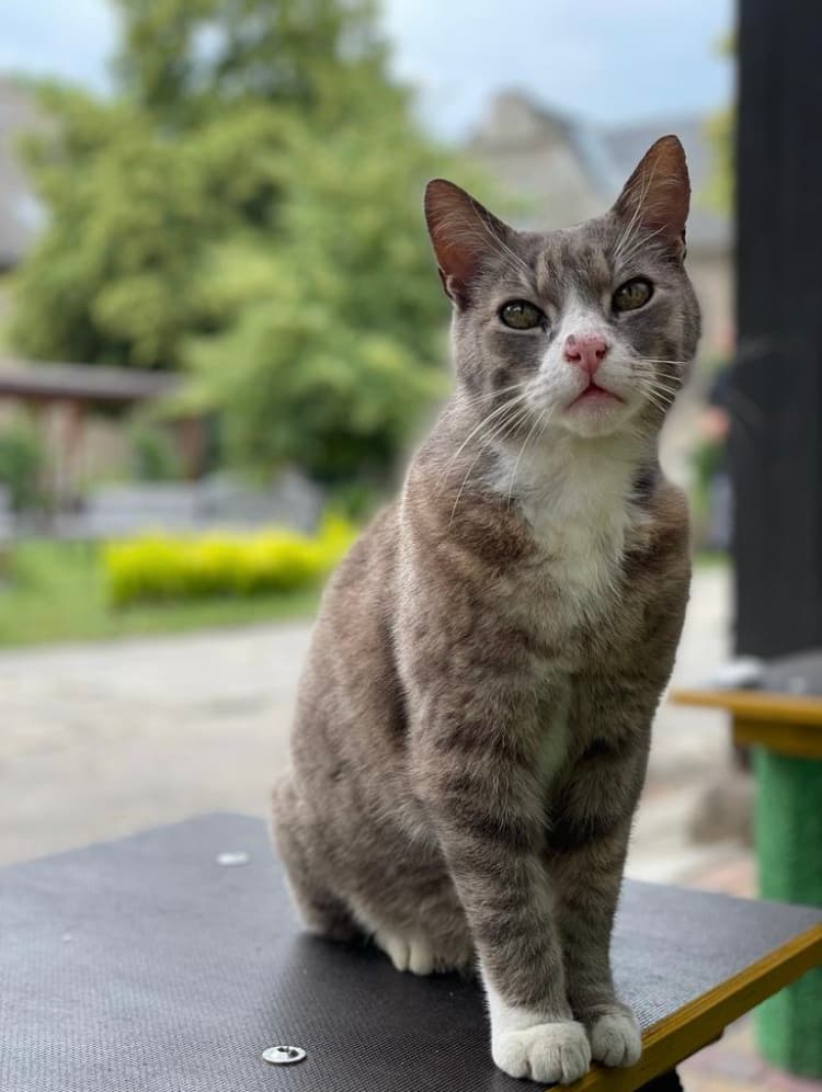 Schulkatze Dieter Dennis von Altroßthal, grau getigert, sitzt aufmerksam im Schulhof.
